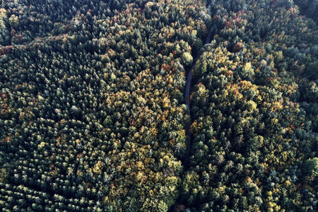 street between autumn forest aerial drone view from above