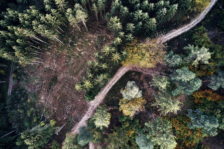 Autumn forest aerial drone view from above