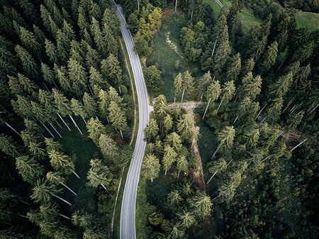 street between large trees from top with drone aerial view, landscape, autumn