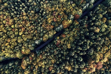 street between autumn forest aerial drone view from aboveの写真素材