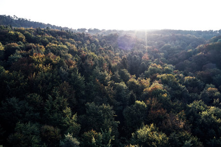 Autumn forest aerial drone view from above