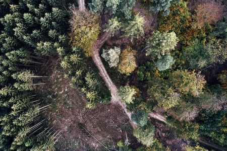 Autumn forest aerial drone view from aboveの写真素材