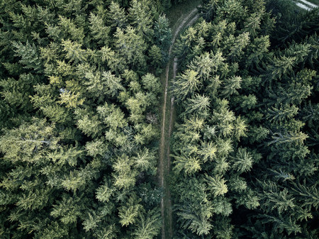 street between large trees from top with drone aerial view, landscape, autumnの写真素材