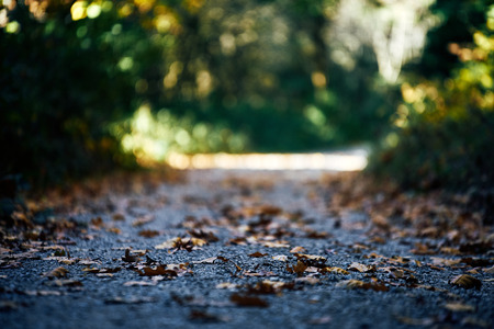 path going trough the dark autumn forest with many leaves on the floor. fallの写真素材