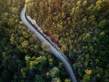 street between autumn trees in the forest aerial drone view from above