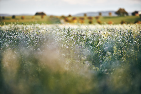 Field planting at sunset. white and lila purple flowers in the front, detail with bokeehの写真素材