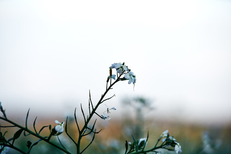 Field planting at sunset. white and lila purple flowers in the front, detail with bokeehの写真素材