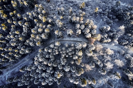 Aerial view at the winter forest from above. Pine trees as a background with a path going trough the trees. Winter landscape from air. Natural forest background. Forest background from droneの写真素材