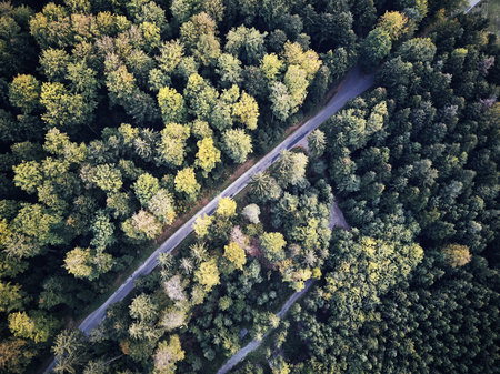 aerial veiw of empty road in green autumn dark forest. drone shot from straight above