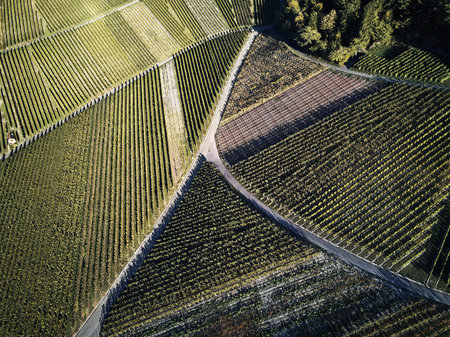 vineyards landscape on the hill from top with drone, green structure nature, dji