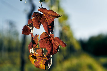 red vine leafs on vineyard. Detailed view of the leaf on sunset with bokeh, sun is shining through.