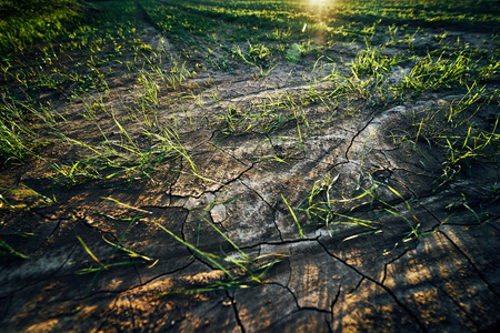 Young corn field in brown soil at sunset in detail bokeh view. green and brown warm look on evening wide angle shot with long small shadowsの写真素材