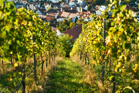 sunset vine leaves on vineyard. Detailed focus view of the leaf on calm warm tone autumn colorの写真素材