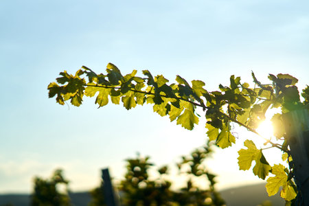 sunset vine leaves on vineyard. Detailed focus view of the leaf on calm warm tone autumn color