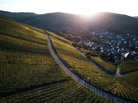 vineyards landscape on the hill from top with drone, green structure nature, dji