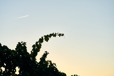 sunset vine leaves on vineyard. Detailed focus view of the leaf on calm warm tone autumn colorの写真素材