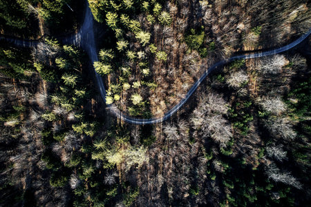 Aerial drone view of trees in autumn. Street crossing the forest with long evening sun shadows....