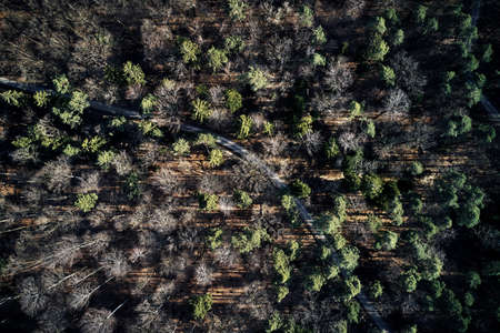 Aerial drone view of trees in autumn. Street crossing the forest with long evening sun shadows. Beautiful top view. Green and Brown tones. Colors germany. Ebniseeの写真素材