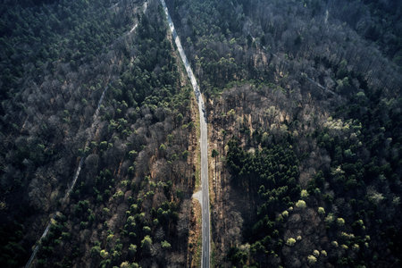 Aerial drone view of trees in autumn. Street crossing the forest with long evening sun shadows....
