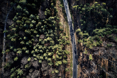 Aerial drone view of trees in autumn. Street crossing the forest with long evening sun shadows....