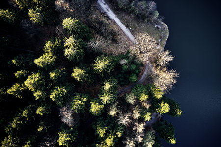 Aerial drone view of trees in autumn. Street crossing the forest with long evening sun shadows....
