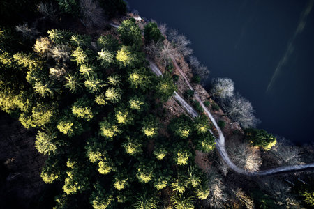 Aerial drone view of trees in autumn. Street crossing the forest with long evening sun shadows....