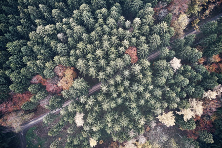 Aerial view of forest road in beautiful autumn. Colorful Trees in yellow, red and green from above.の素材 [FY310191526190]