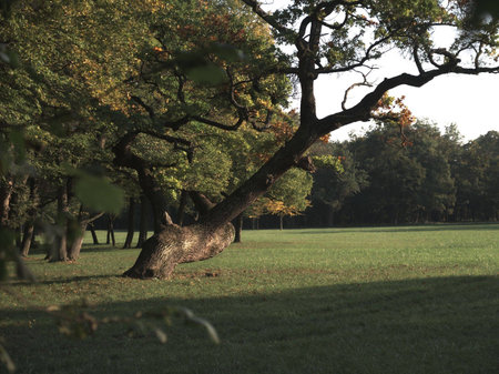 A Old Tree In The Park