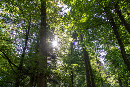 Scenic forest of fresh green deciduous trees framed by leaves, with the sun casting its warm rays