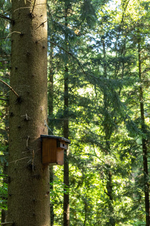 A wooden nesting box attached to a tree in the black forest in summer