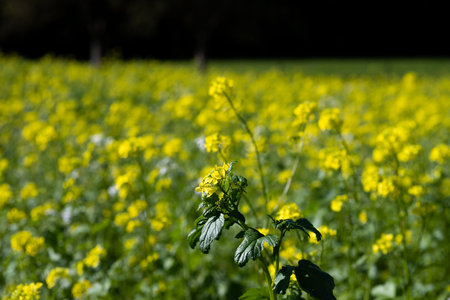 Close-up of a beautiful mustard field in germany near the black forest in late summer