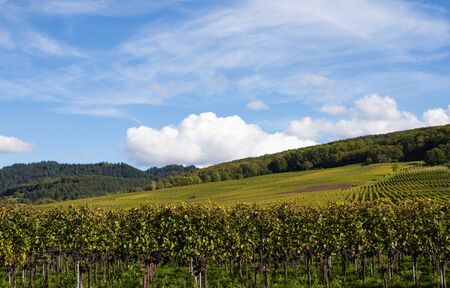 Vineyards in the Black Forest, Germany, near Muellheim in late summerの写真素材