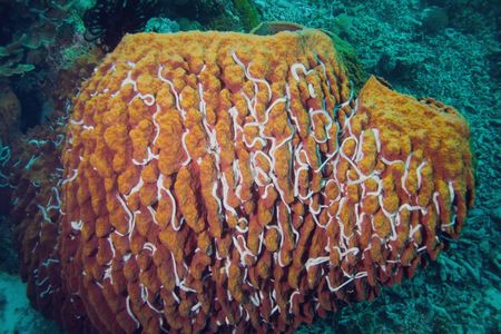 Barrel Spongeの写真素材