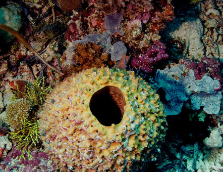 Barrel Spongeの写真素材