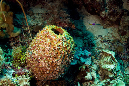 Barrel Spongeの写真素材