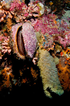 Giant Clam