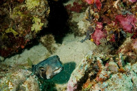Puffer fishの写真素材
