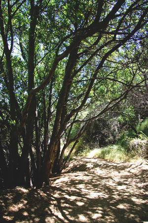 Tree Branches