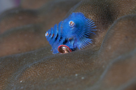 Blue sea worm in the Red Sea. Egypt. Sharm El Sheikhの写真素材