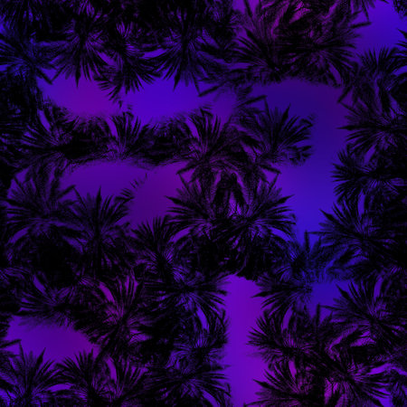 Miami night tropical black foliage on sunset blur