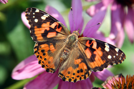 Painted Lady butterfly resting on coneflower