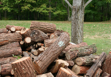 Firewood pile