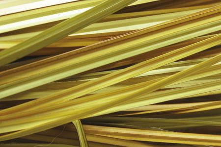 Grass background yellowの写真素材