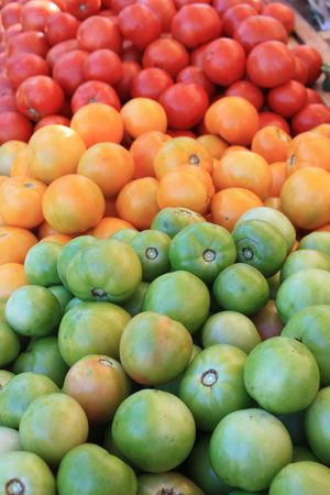 rainbow of tomatoesの写真素材