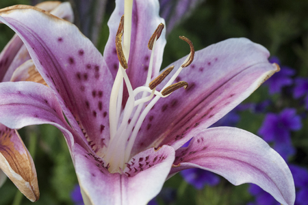 Stargazer Lilyの写真素材