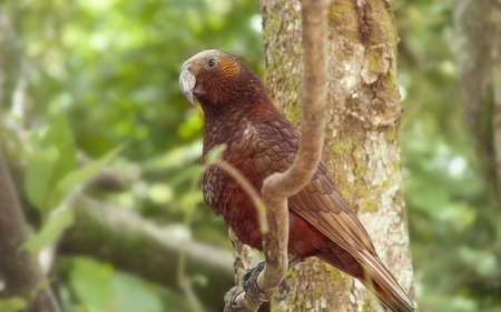 Red Kaka bird, a native New Zealand species. Picture taken in Wellington, New Zealand.の写真素材