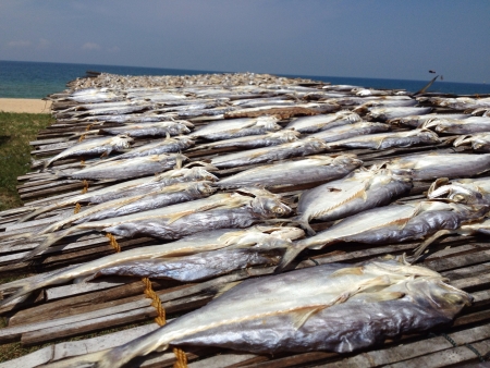 Drying fishの素材