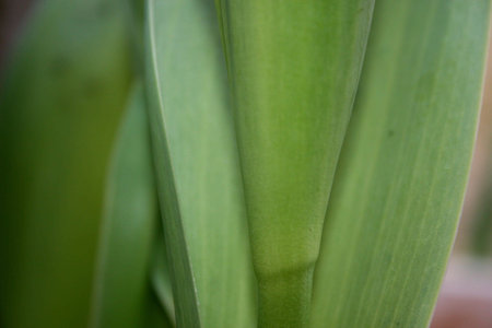 Close-up Leves
