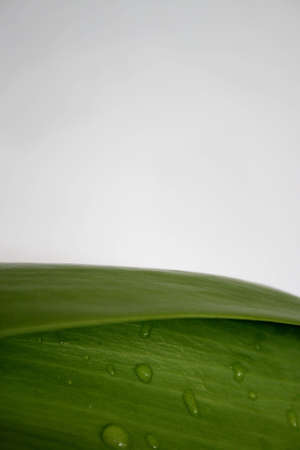 Letter Papper Leafの写真素材