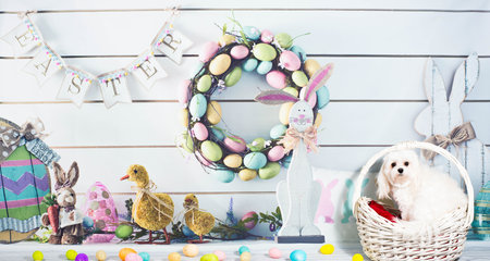 Easter basket with Maltese dog and eggsの写真素材
